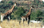 Wildlife Safaris from Sun City, South Africa Photo Gallery