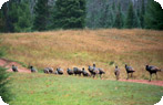 Turkeys