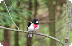 A Rose Breasted Grosbeak