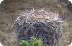 Osprey Nest at Overhanging Cliff