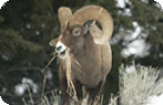 Bighorn Sheep above Yellowstone River