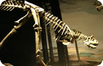 Dinosaur