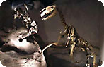 Piatnitzkysaurus Floresi