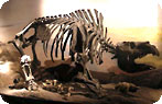 Toxodon