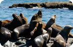 Southern Sea Lions