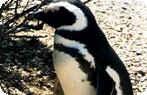 Penguin, Isla de los Pajaros