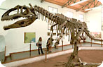 Giganotosaurus Carolinii