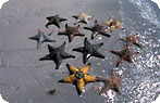 Vilanculos Coastal Wildlife Sanctuary Photo Gallery