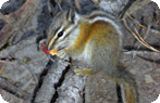 Squirrel, Yellowstone
