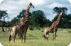 Madikwe Game Reserve Photo Gallery
