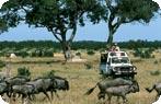 Madikwe Game Reserve Photo Gallery