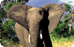 Madikwe Game Reserve Photo Gallery