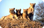 Wildlife Safaris with Kids Photo Gallery