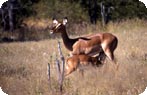Wildlife Safaris with Kids Photo Gallery